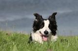 BORDER COLLIE 721